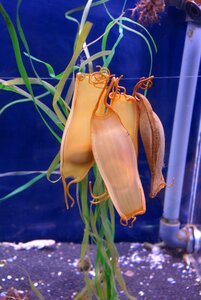 Hatching fulfill aquarium photo