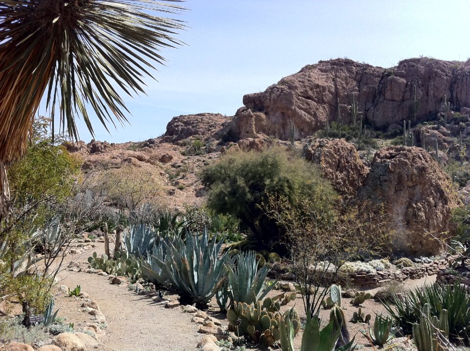 Catcus landscape outdoors