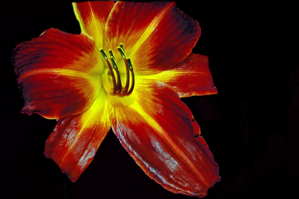 Nature plant floral