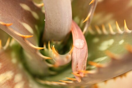 Nature cactus garden