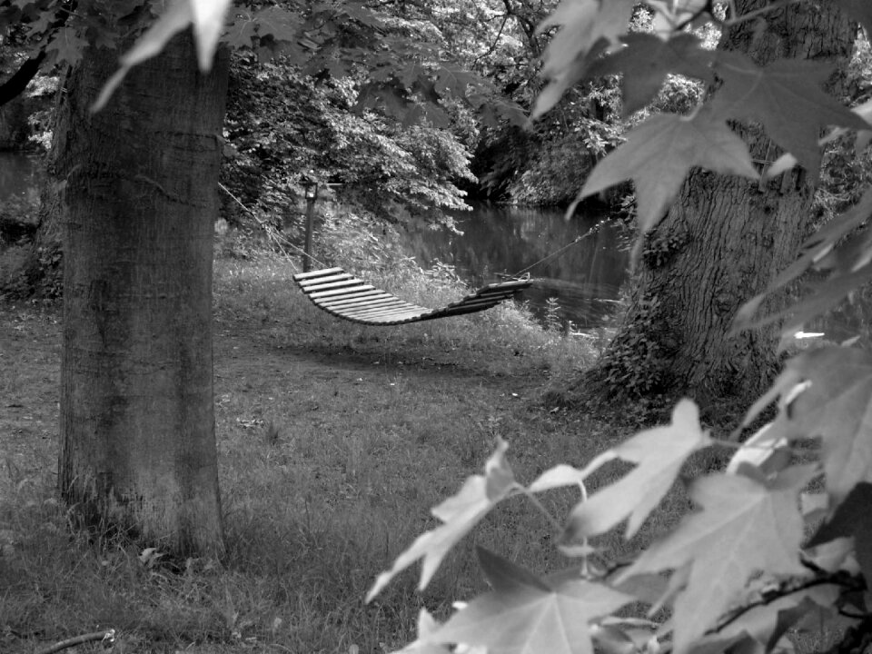 Black white meadow nature