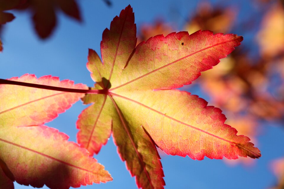 Fall nature green