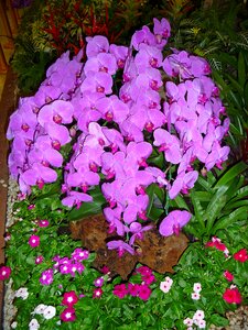 Tropical exotic flower