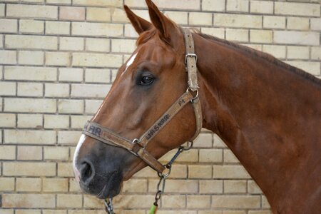 Head horse head brown