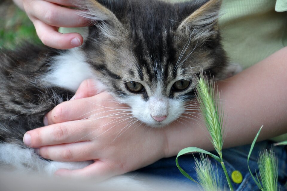 Kitten toddler summer