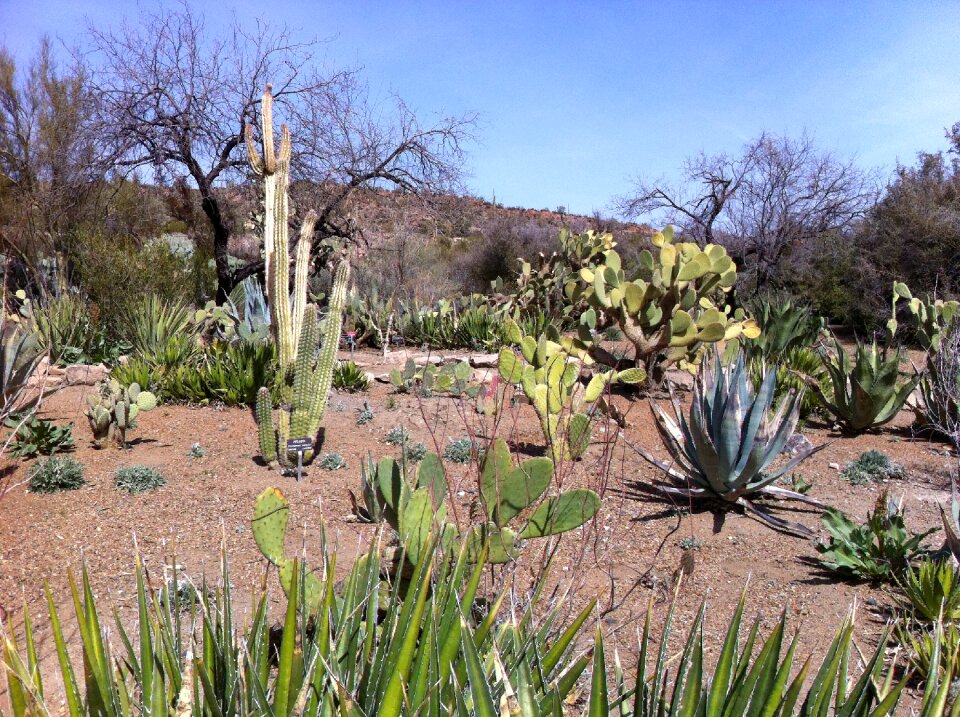 Catcus landscape outdoors