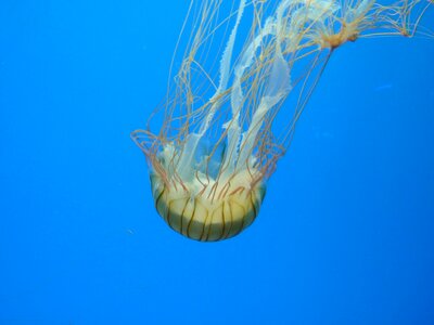 Underwater creature sea animal photo