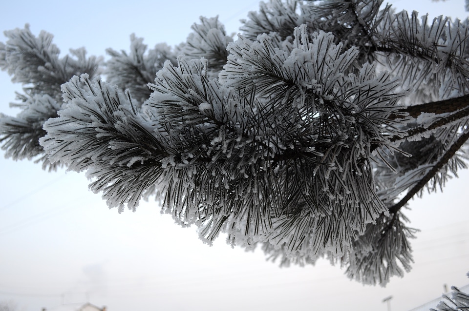 Snow needles tree
