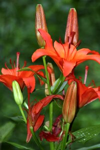 Bloom nature flowers