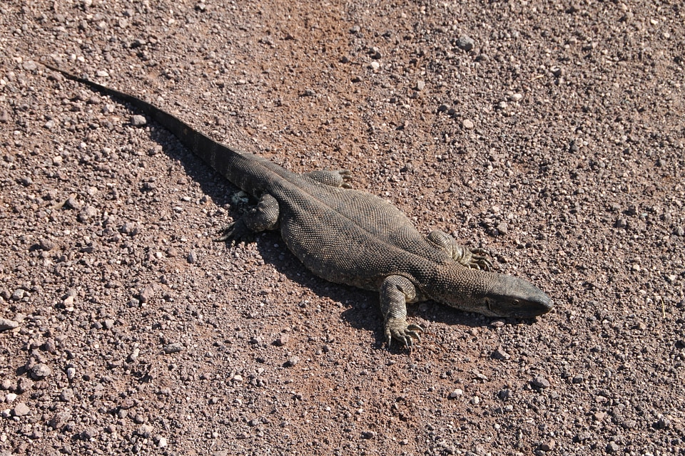 Desert africa creature