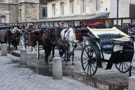 Vienna carriages horses photo