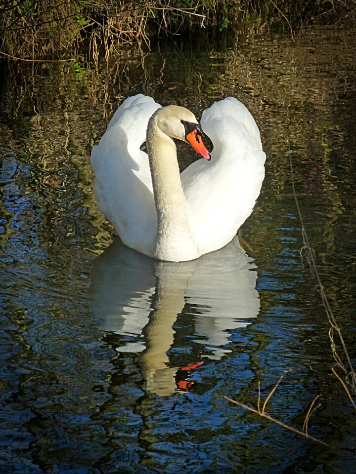 Waters gooseneck elegant