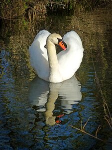Waters gooseneck elegant