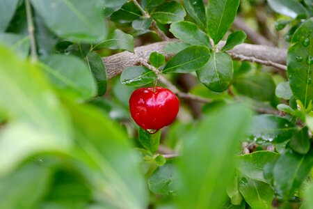 Brasil fruit cherry
