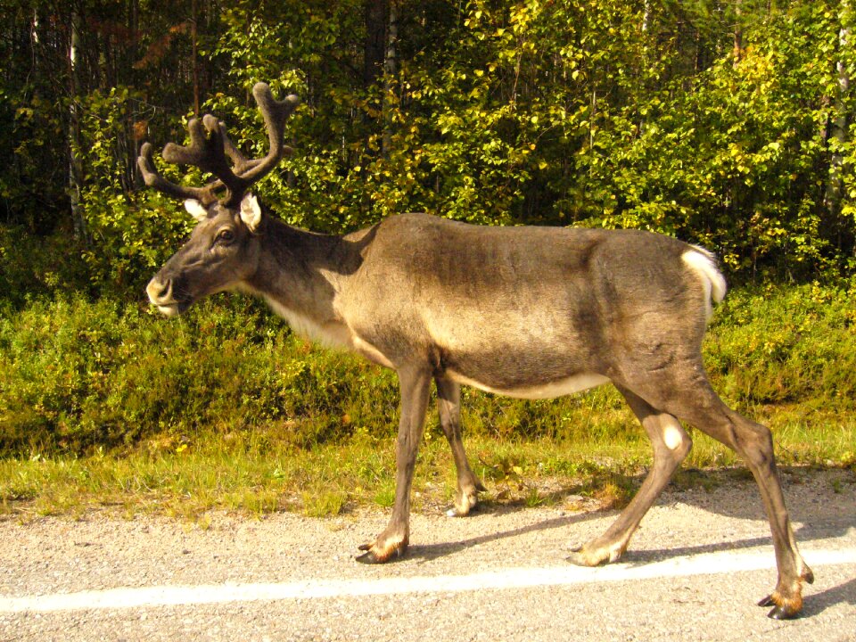 Deer summer in the forest