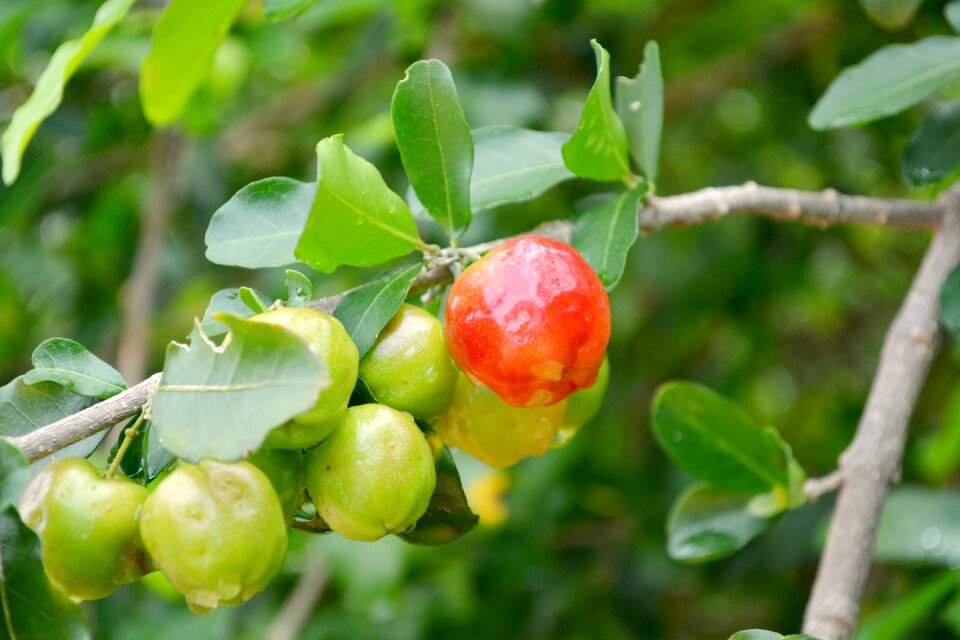 Brasil fruit cherry