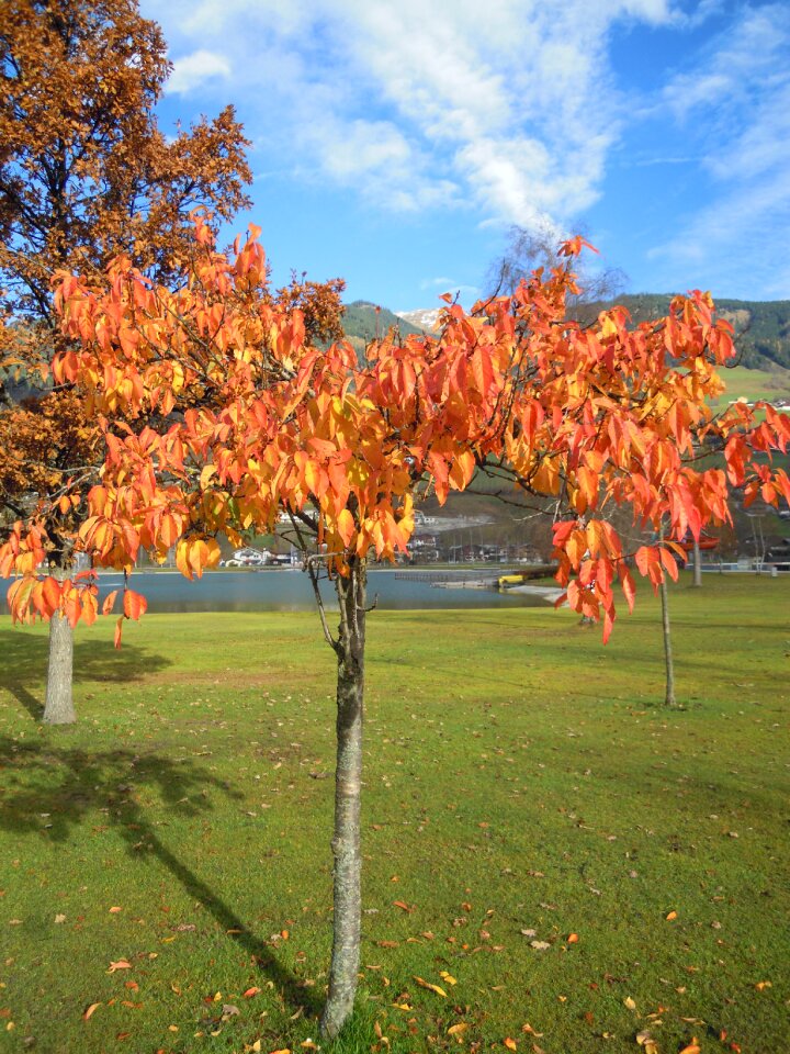 Colorful discolored autumn