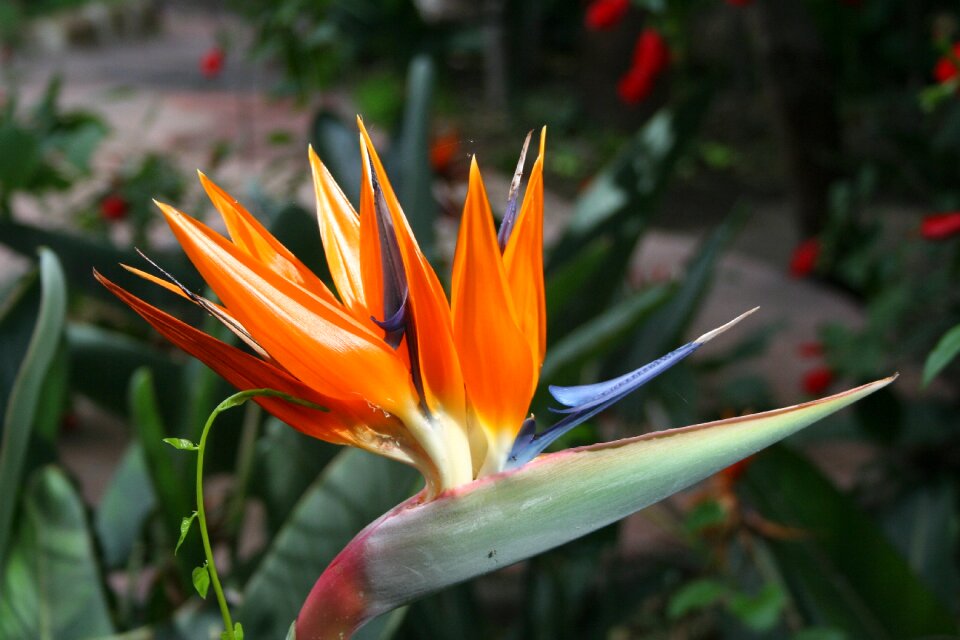 Plants flowers bloom