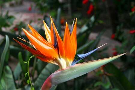 Plants flowers bloom