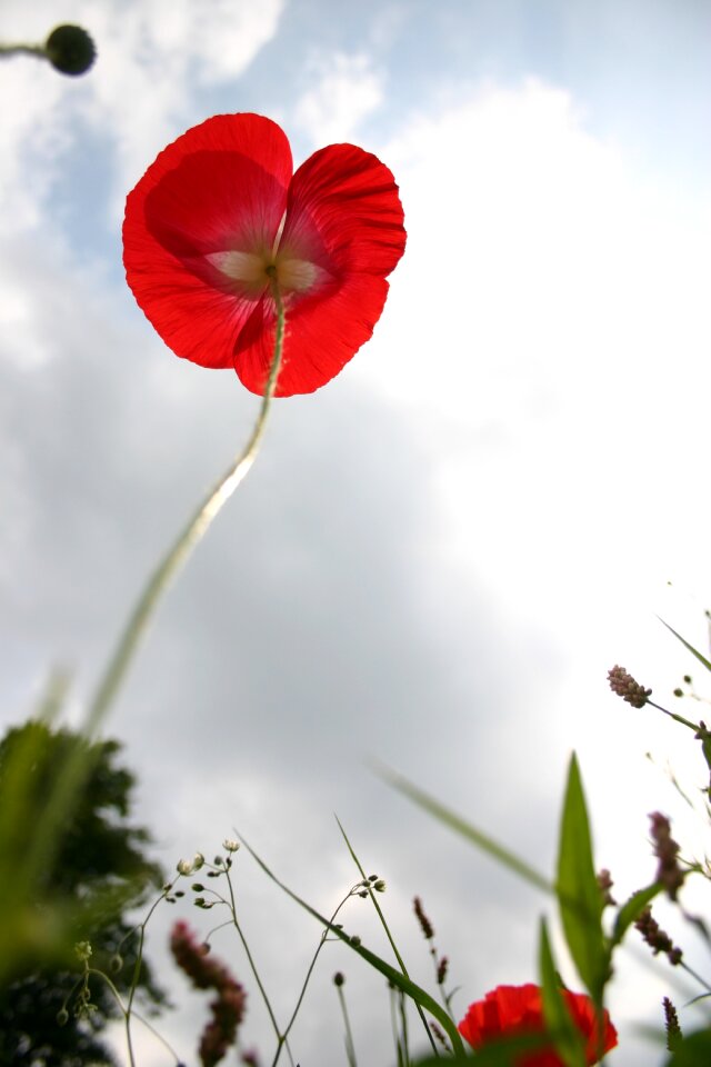 Red flowers field