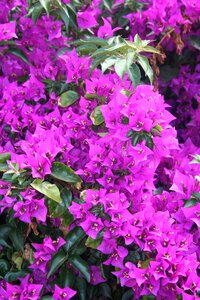 Plants flowers bloom