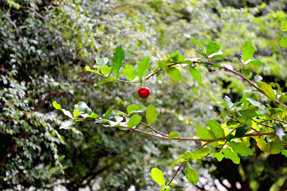 Brasil fruit cherry