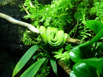 Reptile jungle toxic