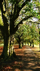 Trees season nature