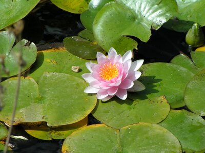 Nature aquatic plant mare