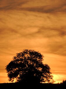 Sun mardore tree