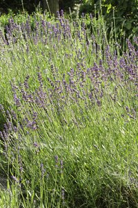 Flowers grasses nature