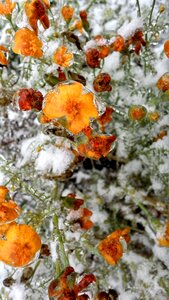 Snow ice frozen