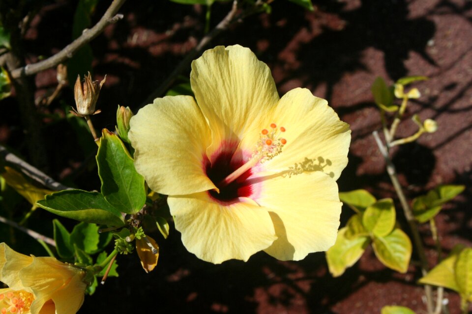 Plants flowers bloom