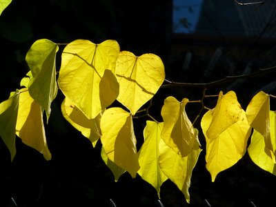 Backlighting leaves public record