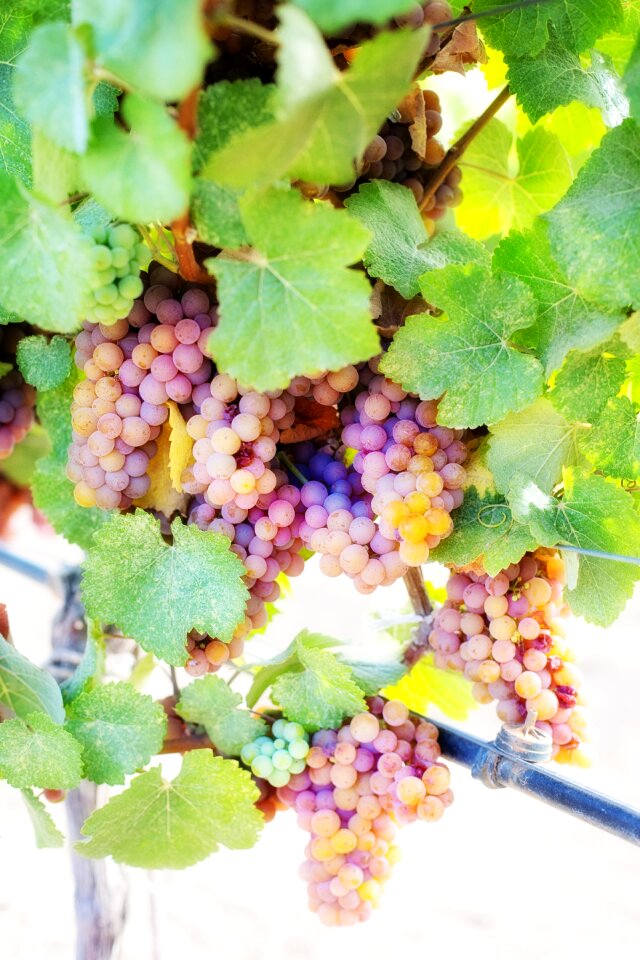 Vine vineyard grapevine