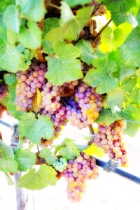 Vine vineyard grapevine photo