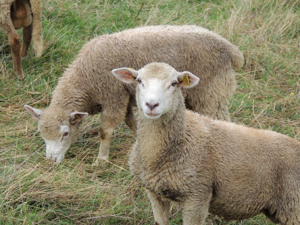 Animal nature wool