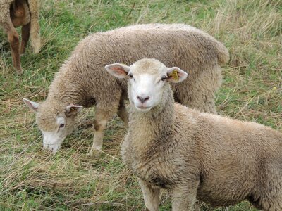 Animal nature wool