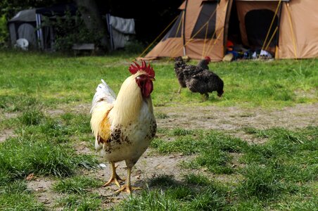 Camping camp chickens