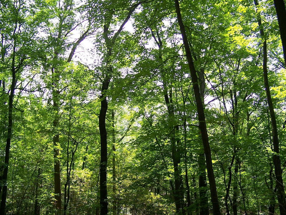 Green leaves branches