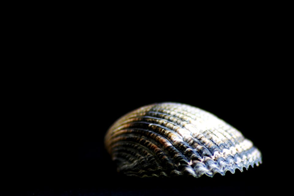 Sea animals flotsam swirl