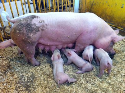 Domestic piggy farming photo