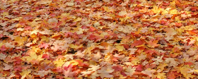 Nature color leaf