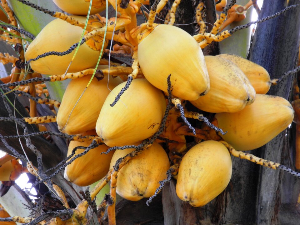 Exotic yellow tree
