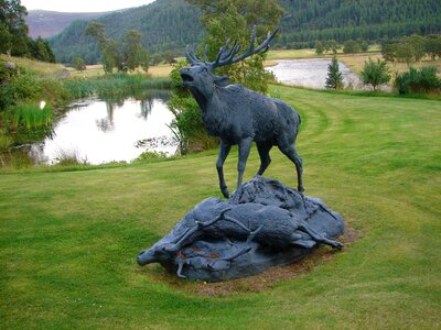 Male horned antlers photo