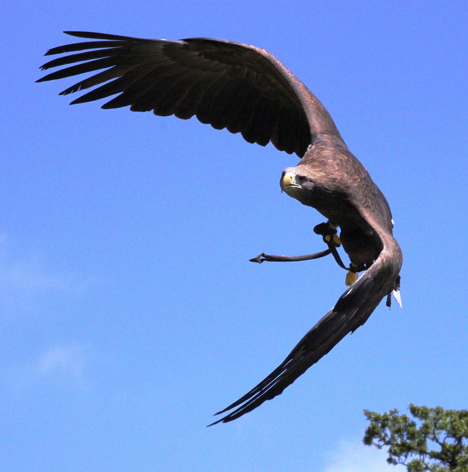 Flight large brown