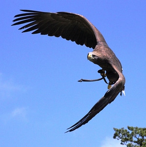 Flight large brown