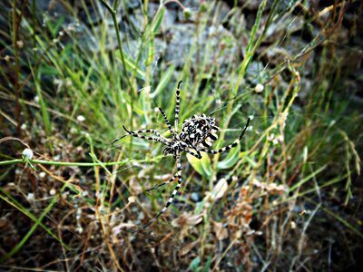 Argiope field encounter