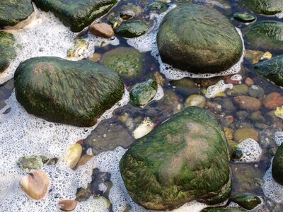 Seaweed rock green photo