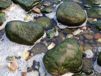 Seaweed rock green